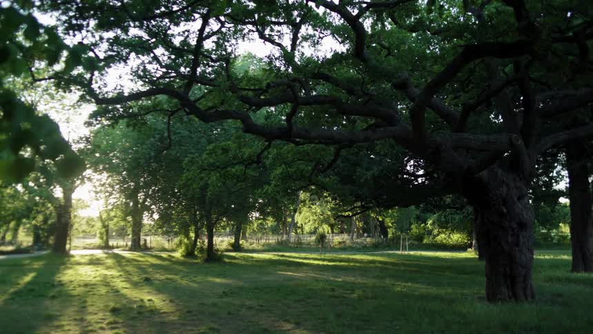 A forest is displayed while the sun is shining