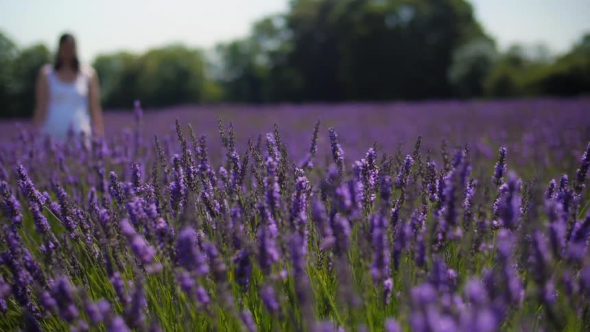 Woman walking across a lavender field in the countryside