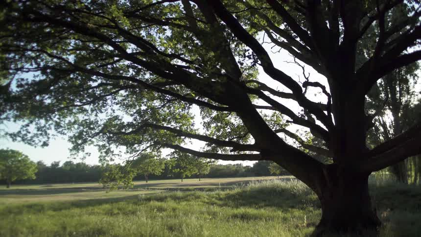 A large tree in a grass covered field