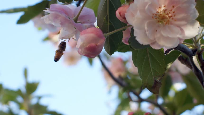 A bee hovering by a flower