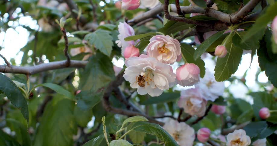 A bee inside a pink blossom on a branch