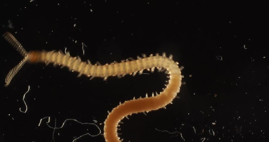 A centipede crawls on a dark surface