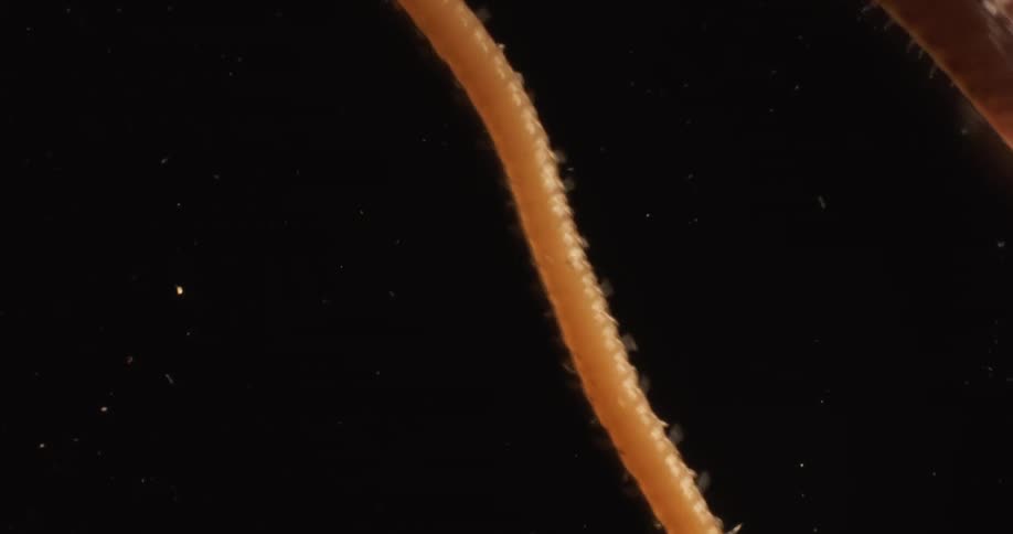 Orange worm slithers across the black surface