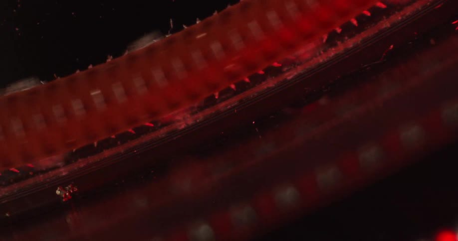 A centipede crawls across a black background