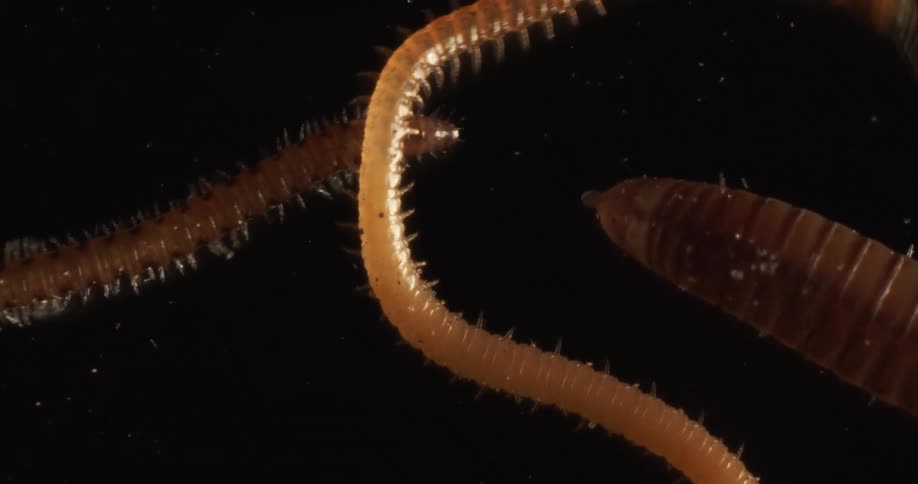 Worms slither and crawl around