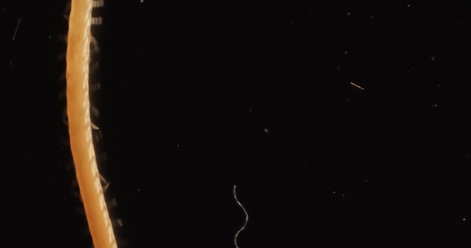 Millipede weaves across black surface dotted with lint and other particles
