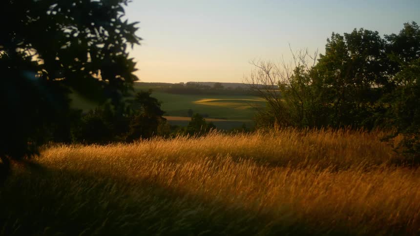 The trees and grass in rolling hill country are blowing in the breeze