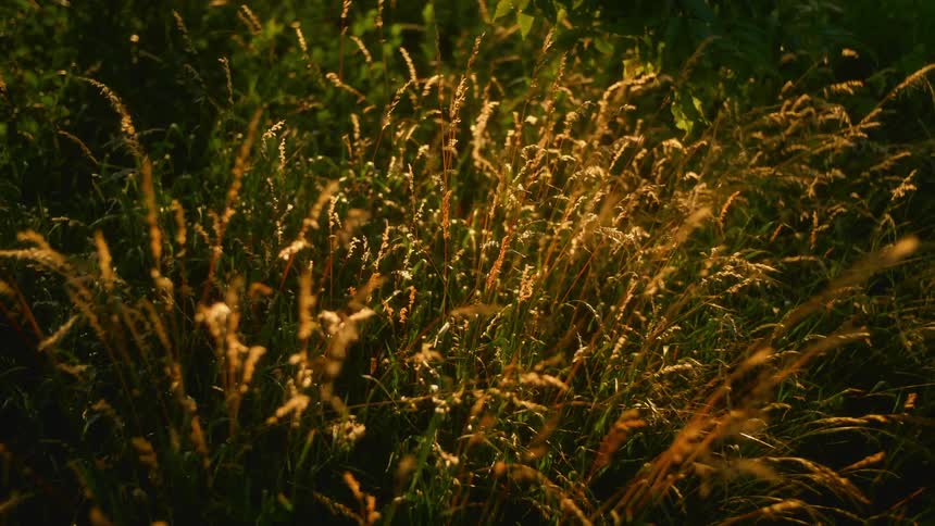 Wheat growing in a field
