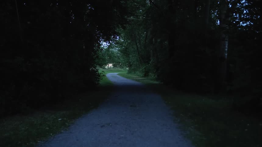 Narrow road winds through the forest