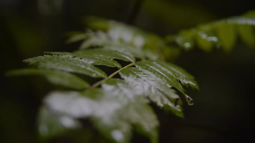A plant with leaves dripping with water