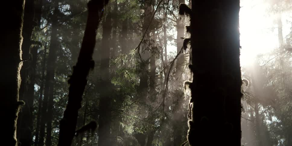 The sun shines bright through the trees in the woods