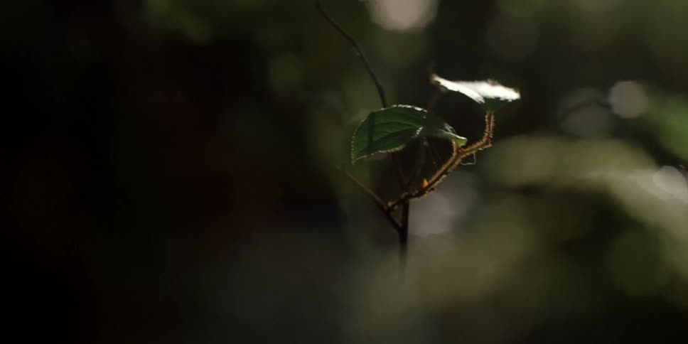 Wind blows leaves on small twig around