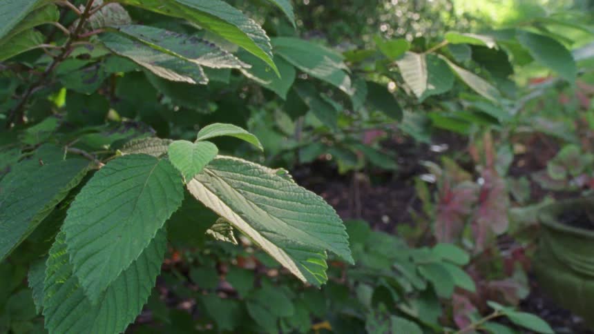 Leafy plant sways in the breeze in outdoor garden