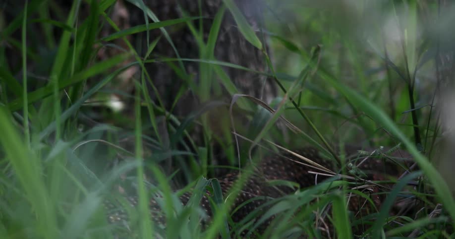 A lizard crawls through the grass