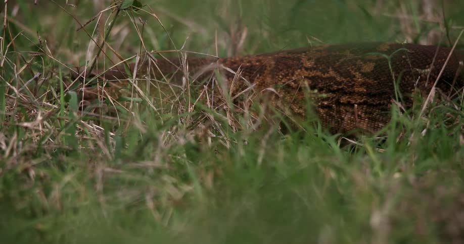 Brown iguana walks over the green grass