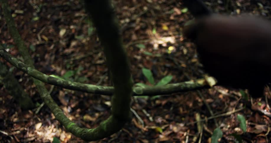 A person repeatedly strikes a curved branch with a knife in an attempt to cut it in two