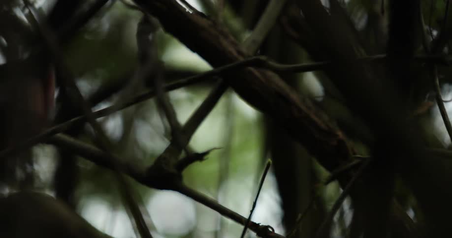Close up of a machete cutting branches on a dark forest
