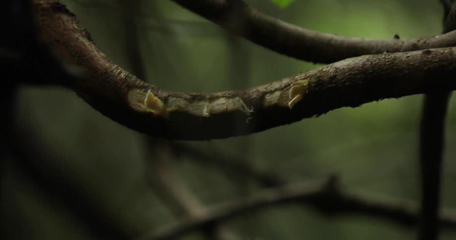 Ax chops the bark off of a branch