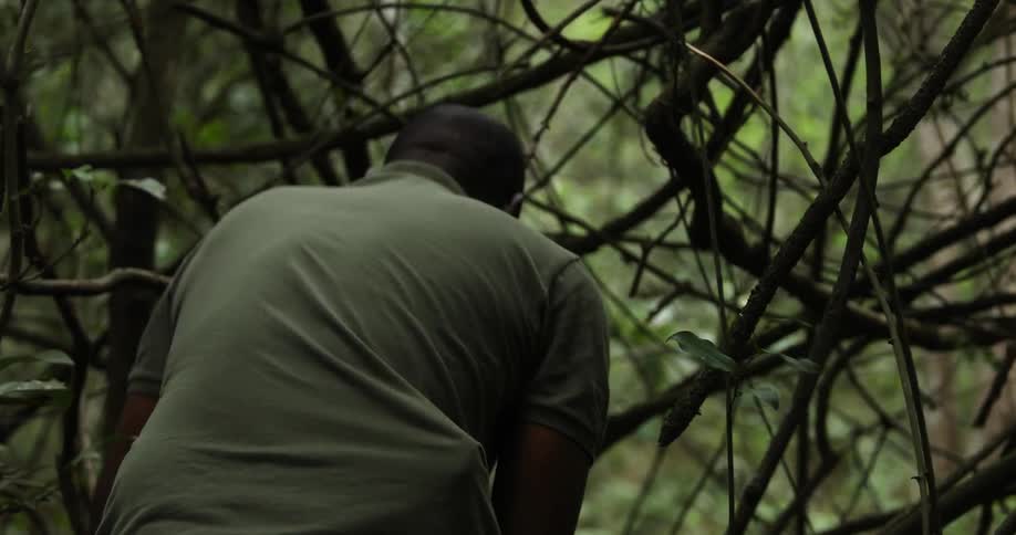 A man is chopping branches in the forest