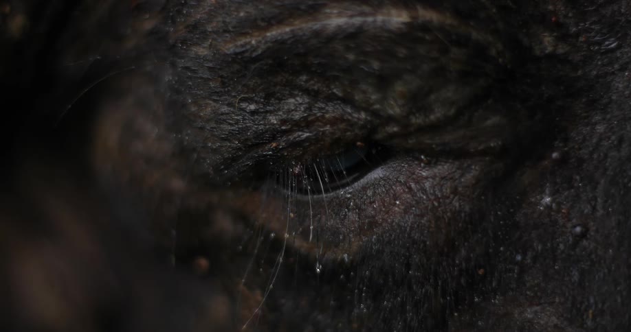 A dead animals eye is open