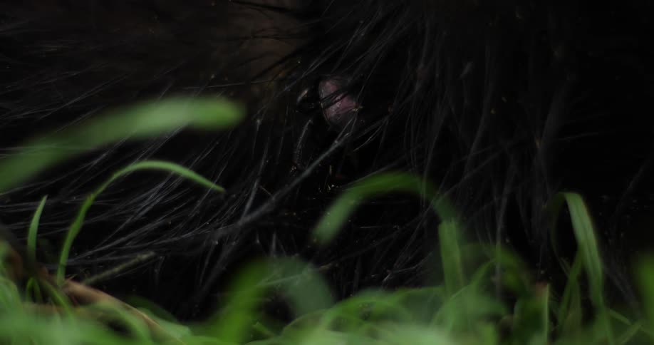 A bird in a nest