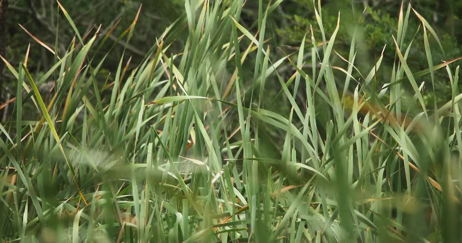 Close up of long grass blades swaying in the wind