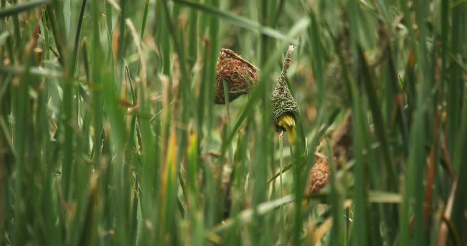 Yellow birds fly into their nests