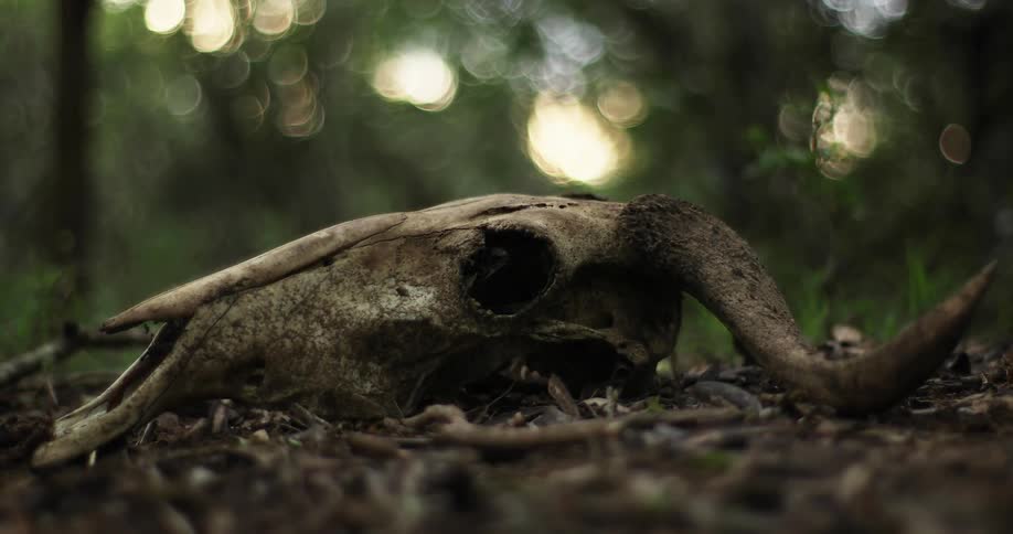 The skull of a wildebeest lying among soil and twigs in a woodland