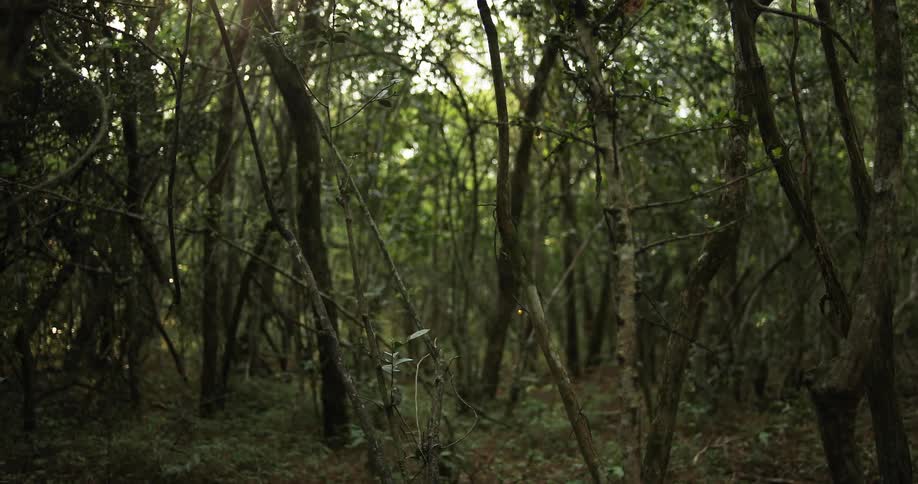The dense forest is covered with green trees
