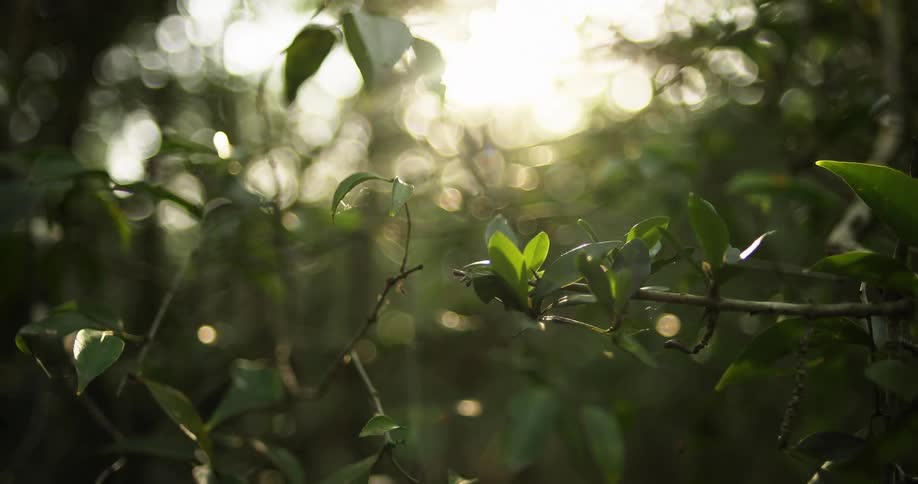 Sun shines through green leaf covered branches