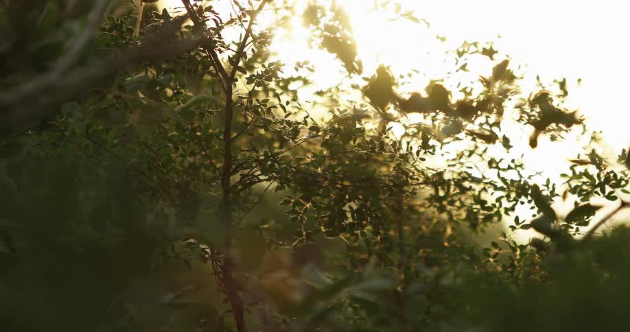 The sun shines bright and a tree sways in the wind