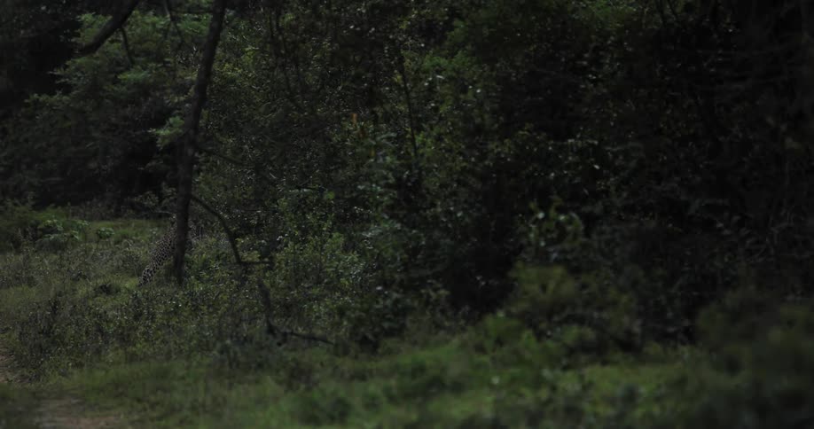 A spotted cheetah hides behind a tree in a lush field