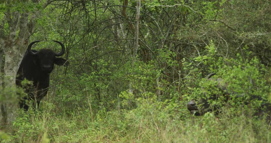 Bulls and cows grazing on a field near a forest