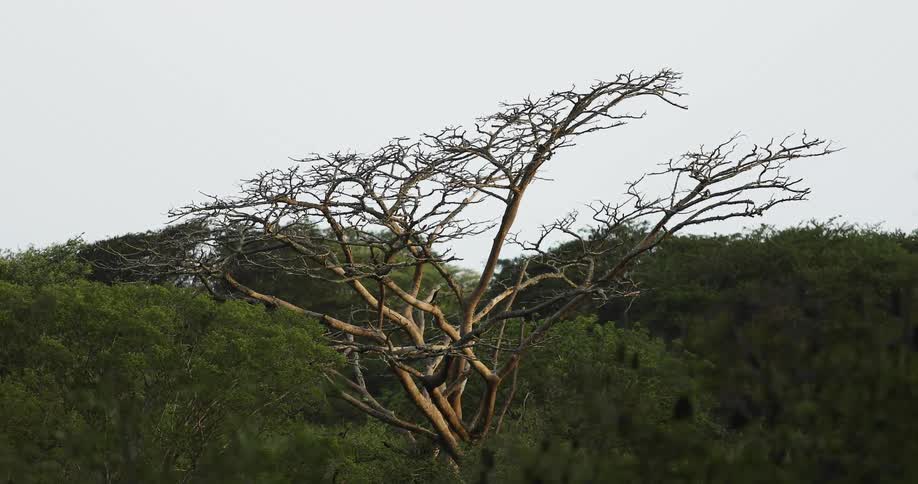 A tree without leaves surrounded by trees with the sky in the background