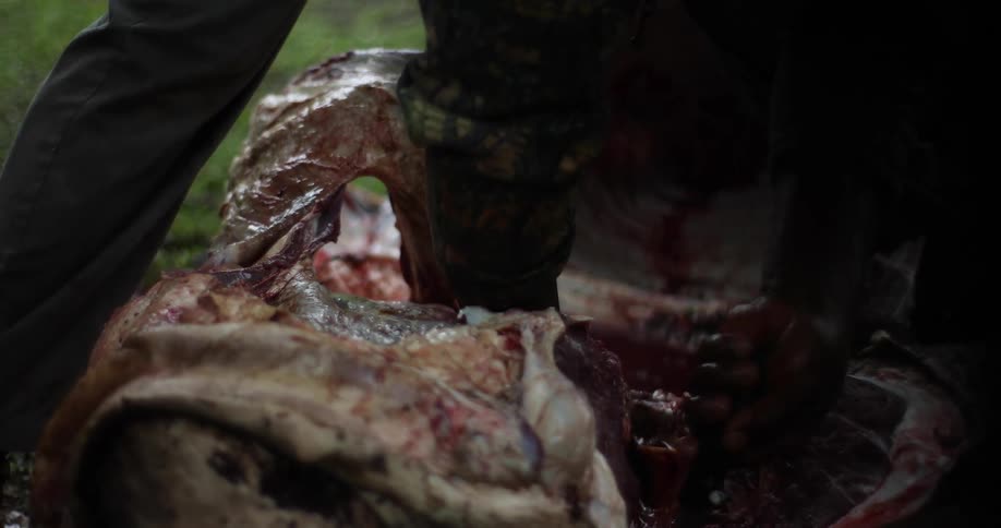 A man butchers a large animal outdoors