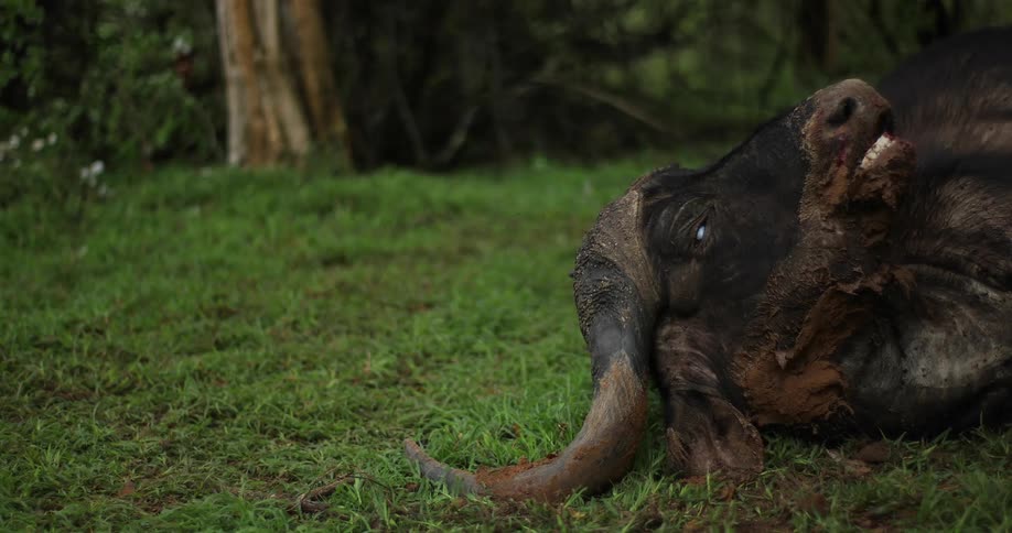 Insects crawl on and flying around the corpse of a wildebeest