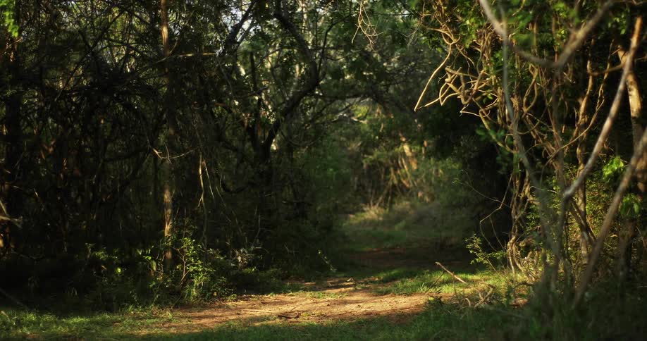 A worn down trail in the grass runs through a forest
