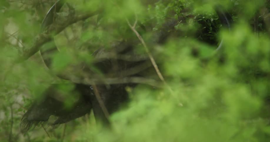 Bull looks at the camera while hiding in the green bushes