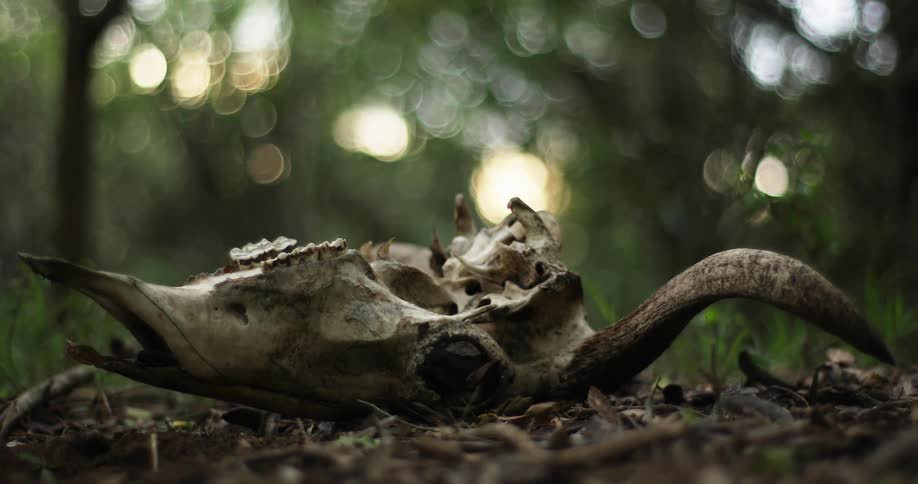 Skull ofdead animal with horns on a pile of leaves in the wilderness