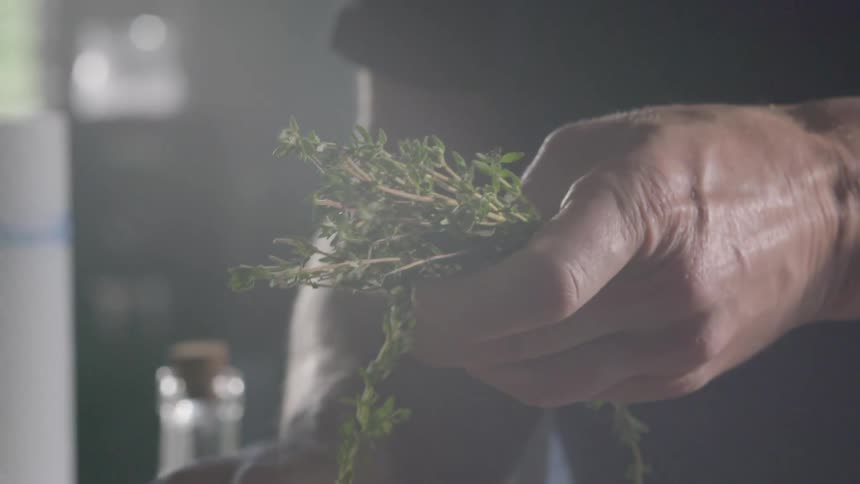Hand removing sprigs from fresh herb plant
