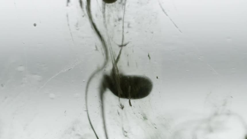 White black and gray colors that look like paint in water