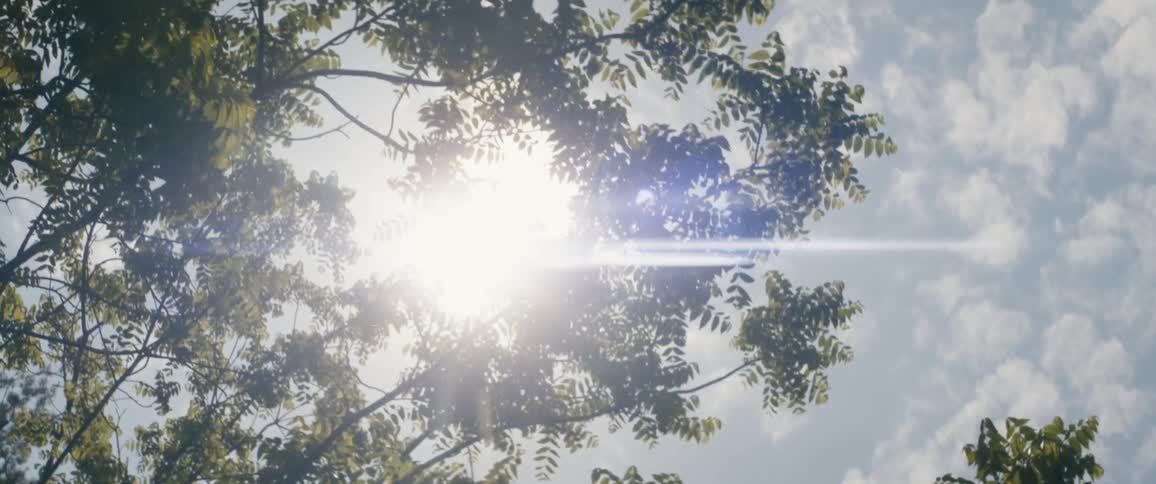 The sun shining down on tree branches