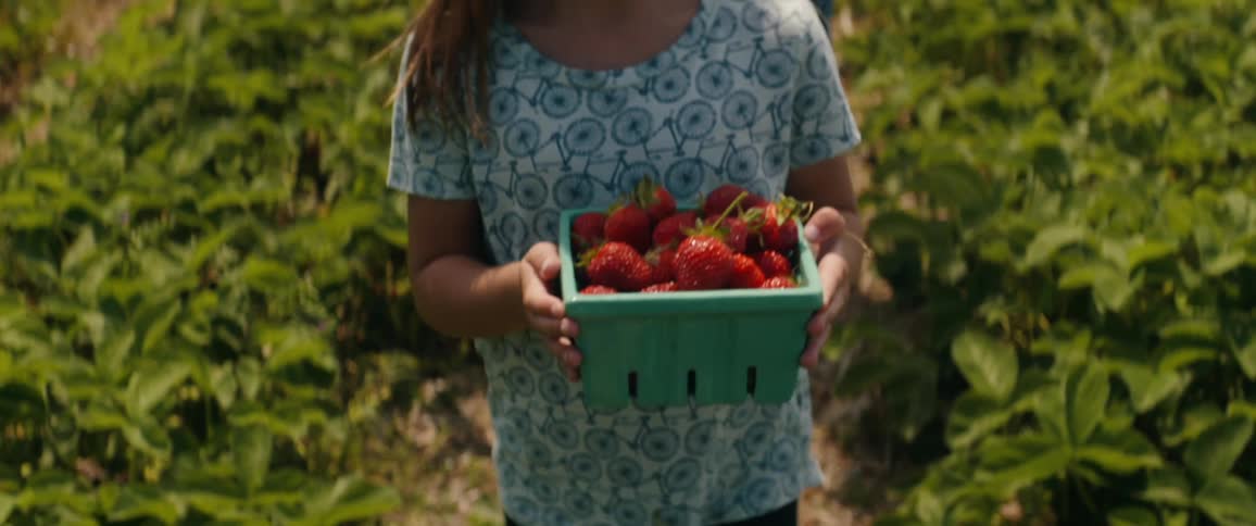 Teenage girl with a bike pattern shirt carrying a box of strawberries walks in a strawberry field