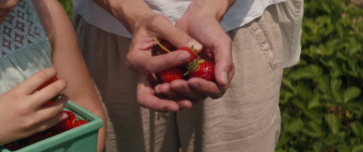 A woman cradles a bunch of strawberries in her hands as a girl standing beside her eats a strawbery from a box