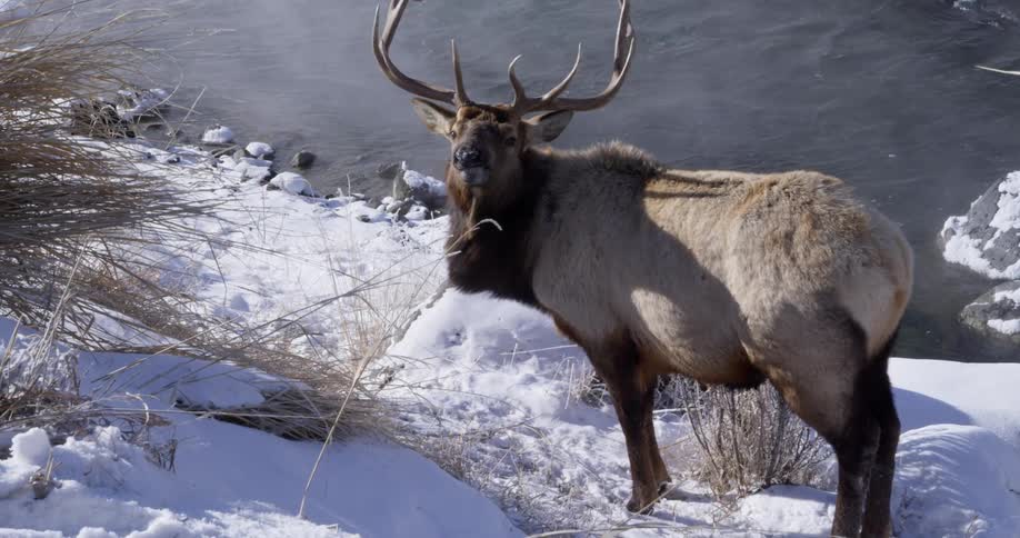 A large elk stands by a body of water looking around and chewing