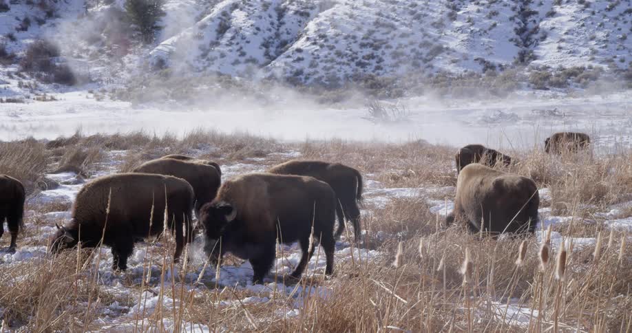 A group of bison graze in a snowy field
