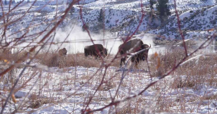 Three bison walk through a snowy plain