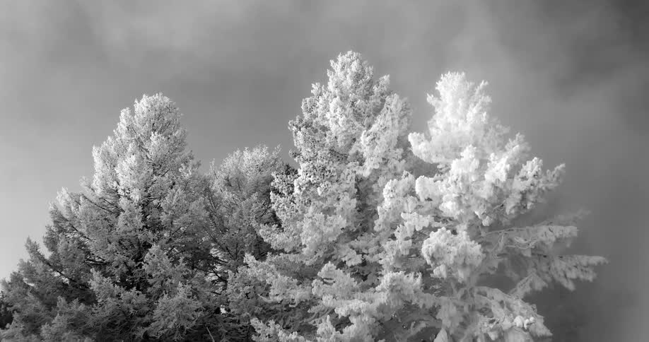 Snow and frost covered pine trees in black and white with fog