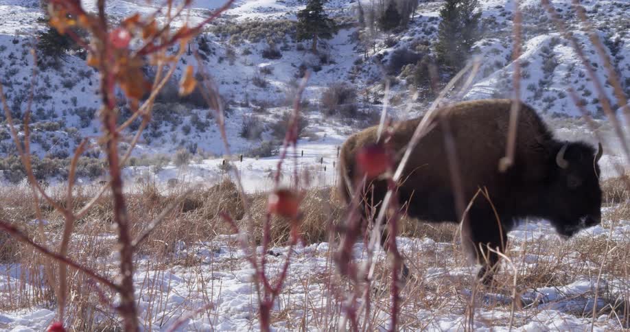 Bison walking across a snowy field