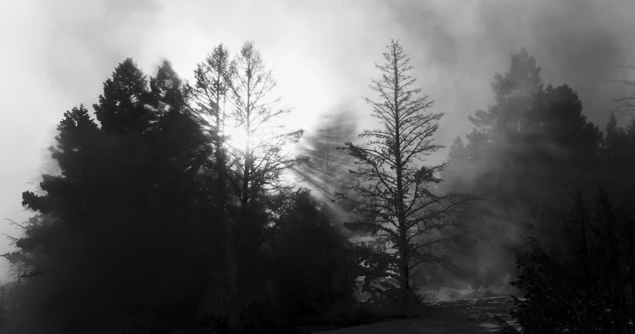 There is a fire in the forest